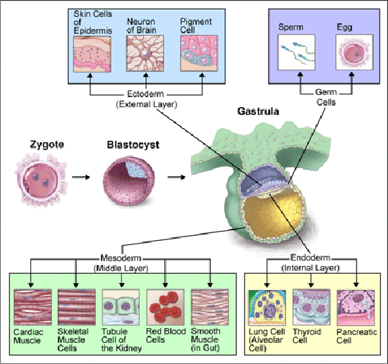 الأسبوعان الثالث والرابع من الحمل : الإنغراس و التخلق المبكر Three-germ-layers-in-the-embryo