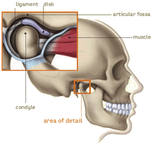 ملف كامل عن الأسنان وما يتصل بها Tmj_anatomy