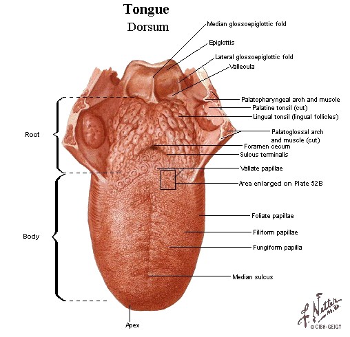 تشريح جسم الإنسان Tongue