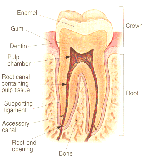 كيف نحصل على اسنان سليمه Tooth_anatomy