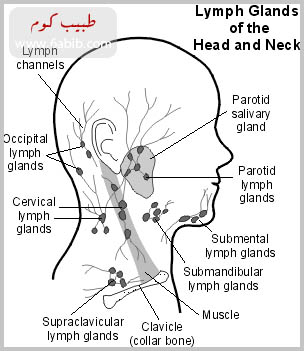    - Lymphatic