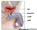 تركيب الخصية Testis . الميض ,  الاعضاء التناسلية عند المرأة  و عند الرجل  0f0960fcd0