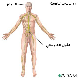  الجهاز العصبي Nervous System  104cde4c0e