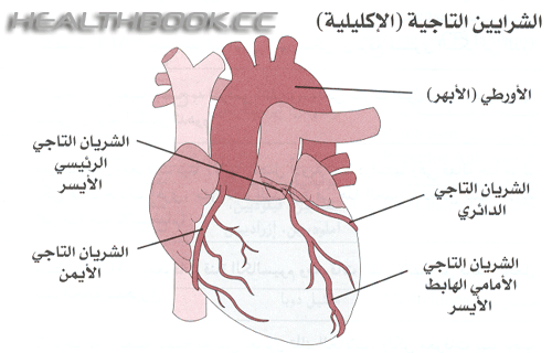 الجهاز الدوري ( القلب و الاوعية الدموية ) 1b9e255143