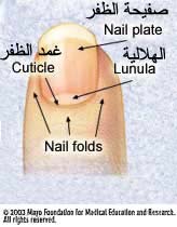 الاظافر Fingernails  1c37b007a8