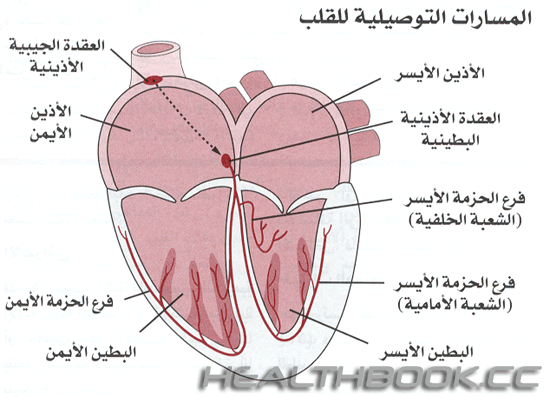 القلب و جهاز دوران الدم 1ea98c081b