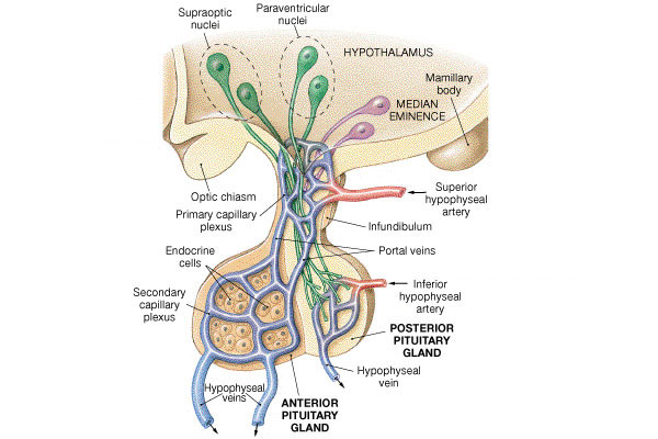  الغدة النخامية Pituitary Gland | التركيب | صور | التشريح | حويصلات 1eb1a679dd