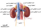 مكتبة صور طبيه 3db498712f