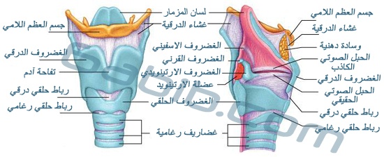 البوم &&الصور&& الطبية تخصص جسم الانسان 40efe28324