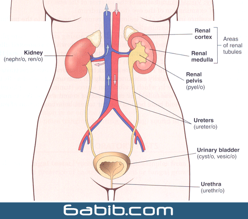  الكلى و المسالك البولية - الجهاز البولي 428c0901c3