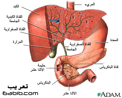 رحله فى جسم الانسان والشرح بالصور... 58e8382bda