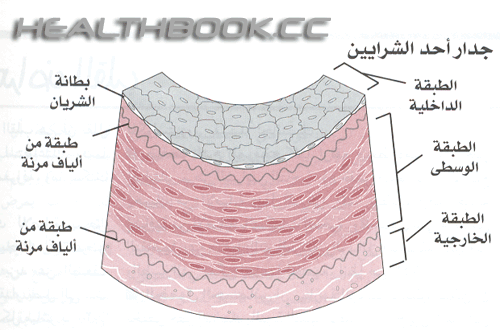 القلب والأوعية الدموية 5b2b56f231