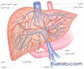  تشريح جسم الانسان : الكبد Liver  6bbe22f0ce