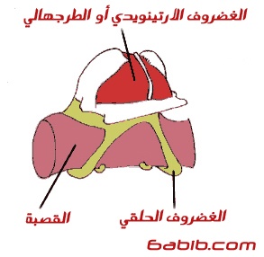 رحله فى جسم الانسان والشرح بالصور... 731cb88786