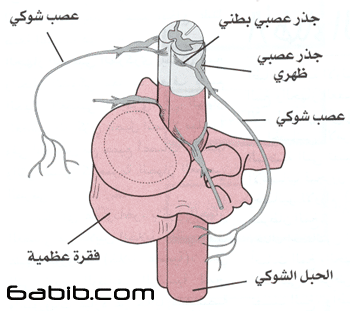  الدماغ والمخ والجهاز العصبي 898f111c4d