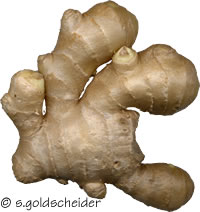 الزنجبيل Ginger ، ( Zingiber officinale) 9026c79564