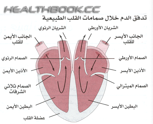 القلب و جهاز دوران الدم المنظومة القلبية الوعائية(شرح مفصل بالصور) 939c204bf6