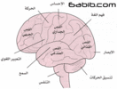 مكتبة صور طبيه 95f0e8362a