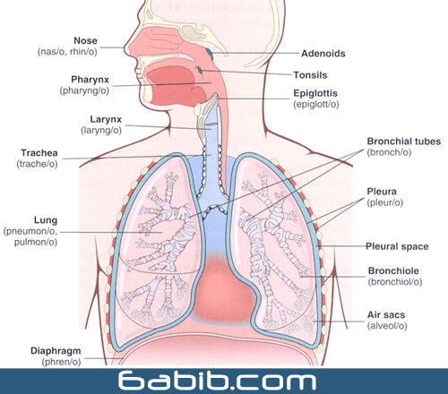 الجهاز التنفسي 9b4249c938