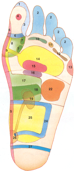 العلاج الانعكاسي وخريطة القدمين A2317c7488