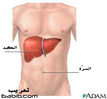 الكبد Liver A63468c53b