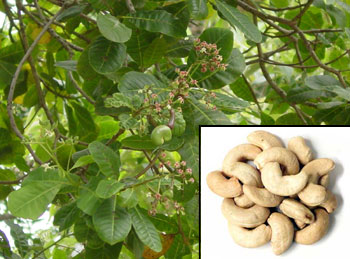 الكاجو ، كاجو Cashew Nuts ، Nancardium Occidentale Ac1b79e3ea