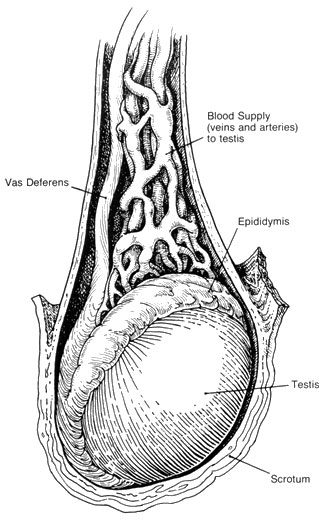 تركيب الخصية Testis . الميض ,  الاعضاء التناسلية عند المرأة  و عند الرجل  B3fa4a2b38