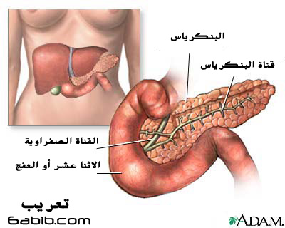 تعرف على اعضاء جسم الانسان B93a41ccd0