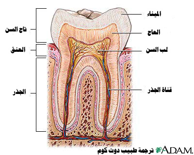 بنية السن Ba3dcf2fda