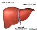 فصوص الكبد