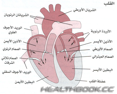 القلب و جهاز دوران الدم C9b80fdfaa