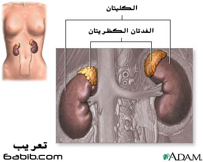  صورة الغدد الكظرية  D206a2c23b