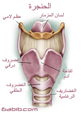 رحله فى جسم الانسان والشرح بالصور D3dfe77442