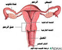 تركيب الخصية Testis . الميض ,  الاعضاء التناسلية عند المرأة  و عند الرجل  D6493008e0