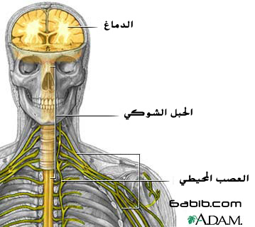  الدماغ والمخ والجهاز العصبي D6dcd7e609