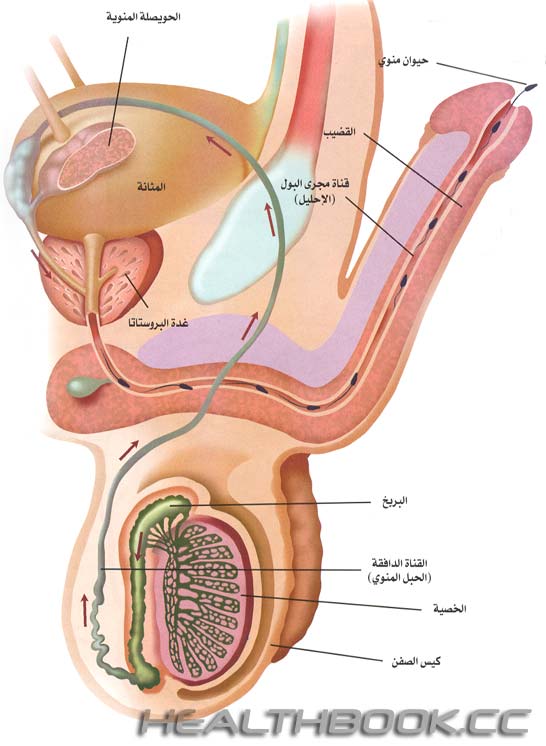 سلسلة هل تعلم الطبية 24-25 كيف ننجب ؟ Dbd6a8ef7a