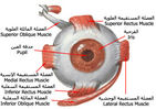 مكتبة صور طبيه F517798ee5