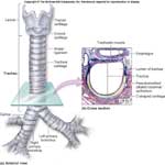  الرغامي Trachea  F6db8b8a76