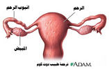 تركيب الخصية Testis . الميض ,  الاعضاء التناسلية عند المرأة  و عند الرجل  Fc00612d74