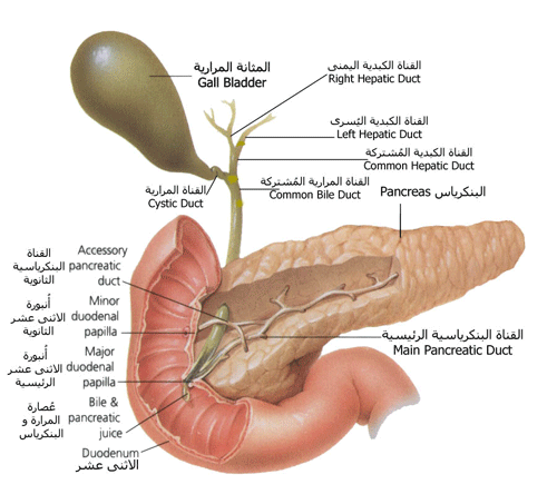    (    )    Pancreas