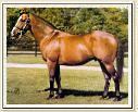 Northern Dancer Lyphard