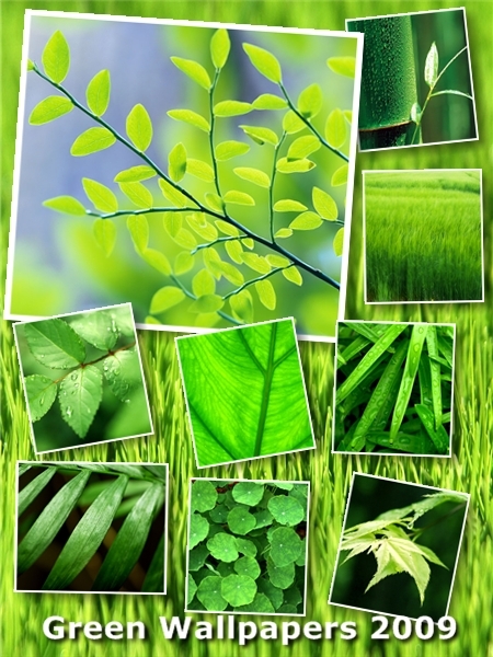 Green Wallpapers 2009 - Thiên nhiên 'tươi mát' 631789853_GreenWall