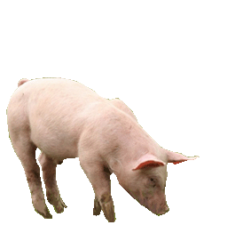 Viandes aux antibiotiques Cochon
