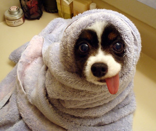 ENCUESTA DE PRUEBA Puppy-with-hanging-tongue-in-a-towel-big