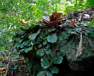 Begonia blancii Begonia-blancii-and-Pothos-sp-Palawan_400