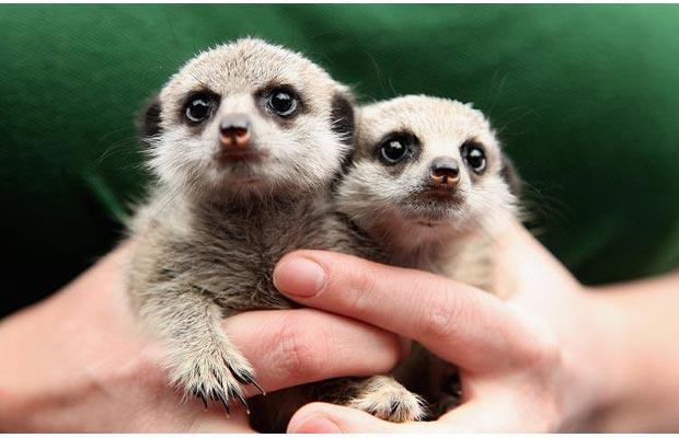 TOPICAFLOOD MIGNON  - Page 7 Baby-meerkats_1395143i