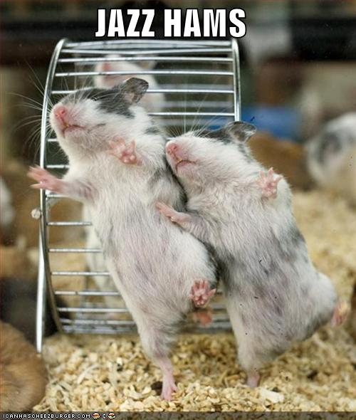 JAZZ HANDS (TRADUCTION) Funny-pictures-jazz-hamsters