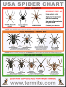 Poster/cartão aranhas USASpiderChart-small
