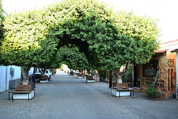 L'Avenue des Douze Chênes Loreto_street_trees