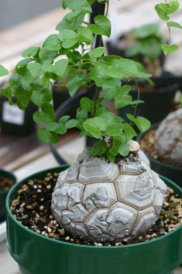 dioscorea elephantipes Dioscorea-elephantipes-large-m